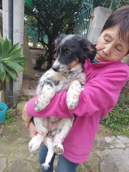 Cucciola Dory cerca casa  | Foto 2