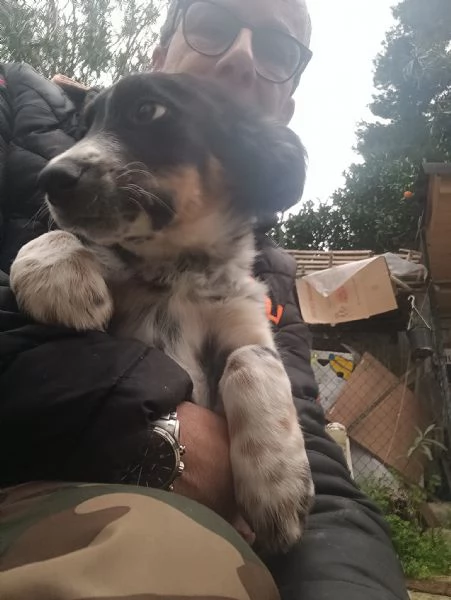 Cucciola Dory cerca casa  | Foto 1