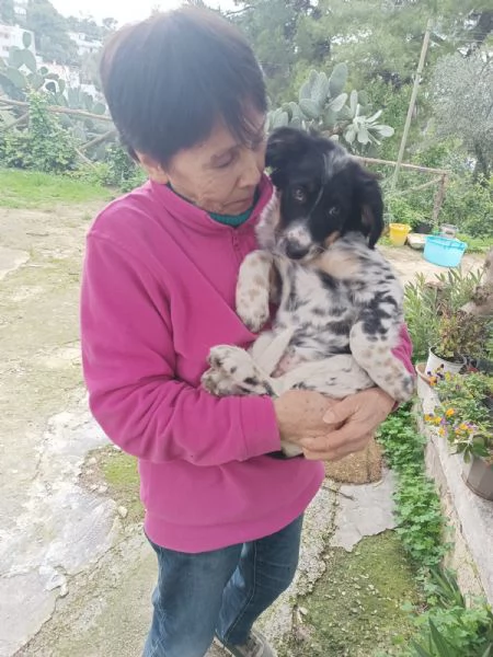 Cucciola Dory cerca casa 