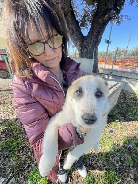 Cucciole cercano casa  | Foto 3