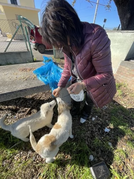 Cucciole cercano casa  | Foto 1