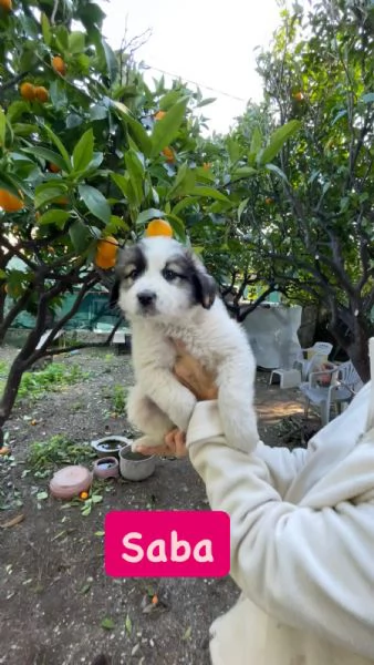 5 cucciole cercano casa  | Foto 4