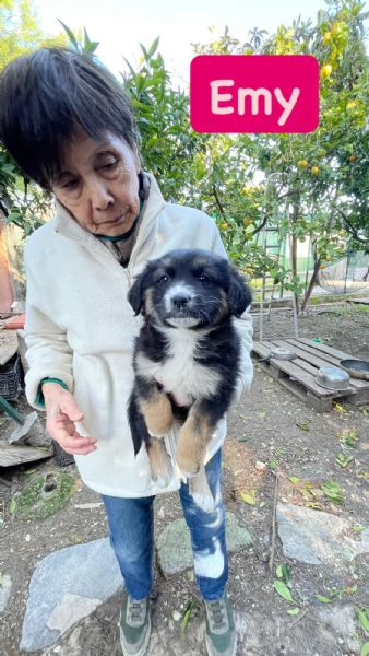 5 cucciole cercano casa  | Foto 1