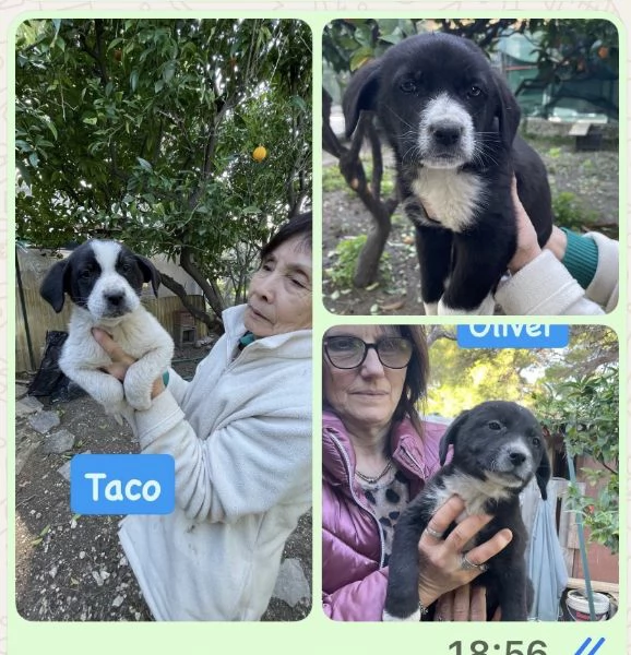  3 cuccioli cercano casa 