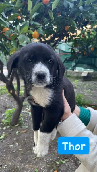  3 cuccioli cercano casa  | Foto 2