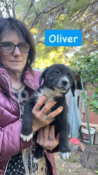  3 cuccioli cercano casa  | Foto 0