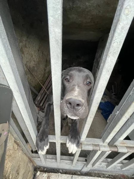 Cloe Alano cerca casa  | Foto 4