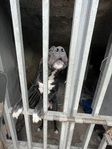 Cloe Alano cerca casa  | Foto 2