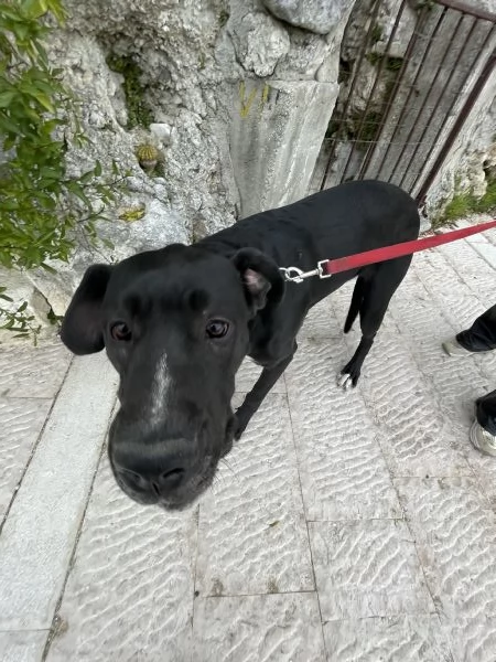 Cloe Alano cerca casa  | Foto 1