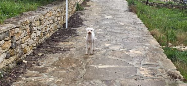 Jack lagotto romagnolo  | Foto 6