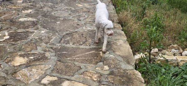 Jack lagotto romagnolo  | Foto 5