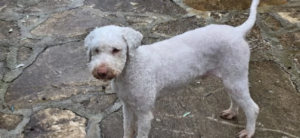 Jack lagotto romagnolo  | Foto 4