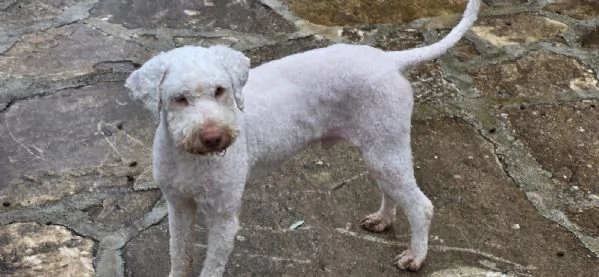 Jack lagotto romagnolo  | Foto 3