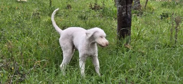 Jack lagotto romagnolo  | Foto 2
