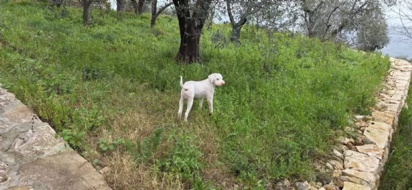 Jack lagotto romagnolo  | Foto 1