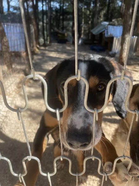 Pluto segugino 15 kg  | Foto 6