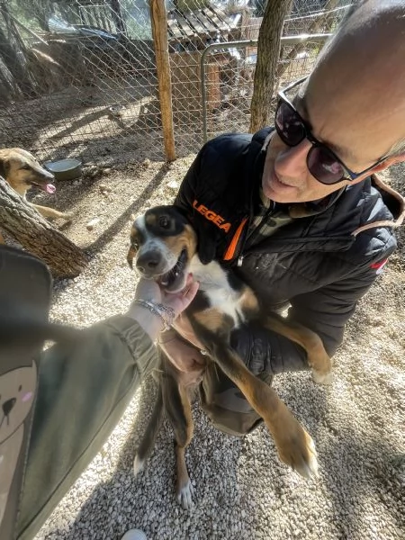 Pluto segugino 15 kg  | Foto 4