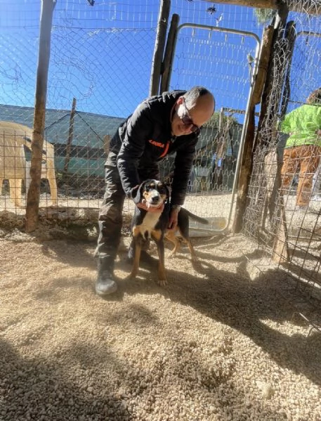 Pluto segugino 15 kg  | Foto 3