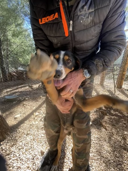 Pluto segugino 15 kg  | Foto 2