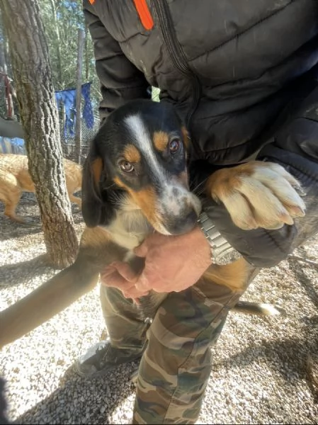 Pluto segugino 15 kg 