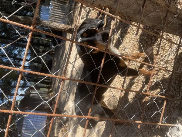 Pluto segugino 15 kg  | Foto 0