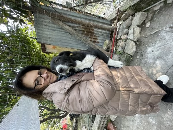 Thor cucciolo cerca casa  | Foto 4