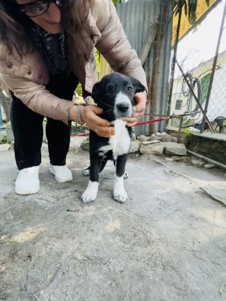 Thor cucciolo cerca casa  | Foto 1