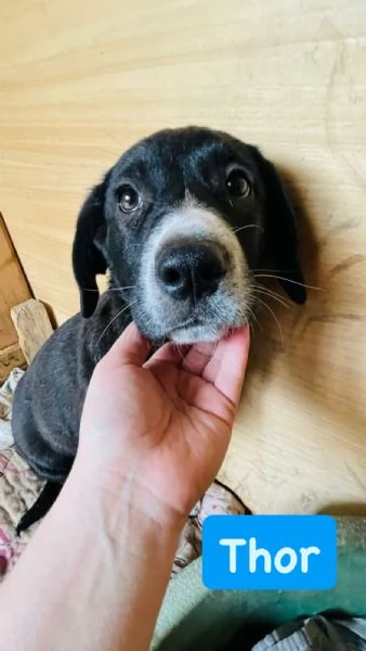 Thor cucciolo cerca casa 