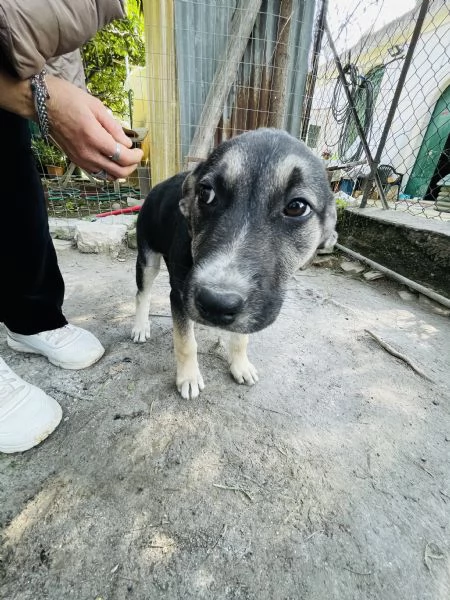Lola cucciolotta cerca casa 