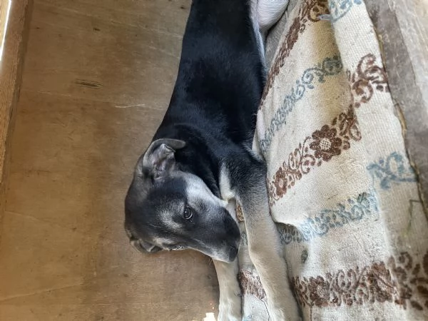 Lola cucciolotta cerca casa  | Foto 3