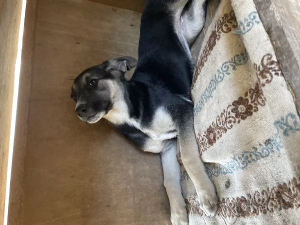 Lola cucciolotta cerca casa  | Foto 1