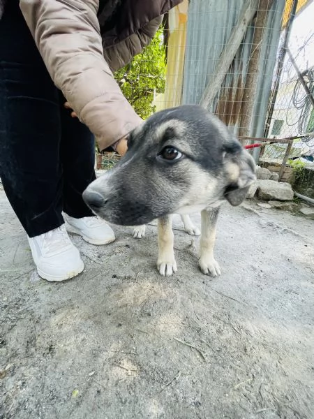 Lola cucciolotta cerca casa  | Foto 0