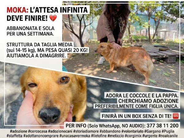 Moka cerca casa  | Foto 1
