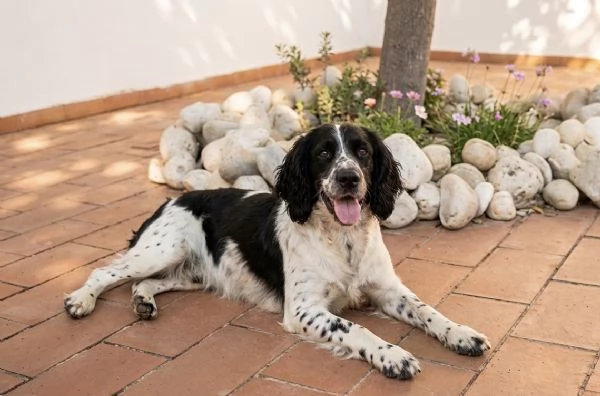 Max Breton cerca casa  | Foto 5