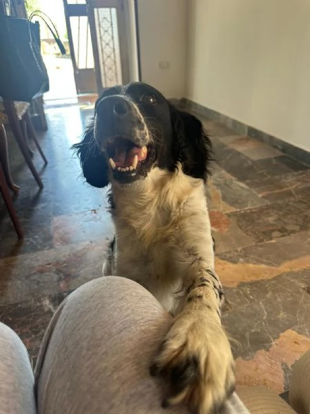 Max Breton cerca casa  | Foto 4
