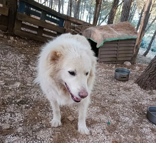 Nonna Nuvola cerca casa  | Foto 0