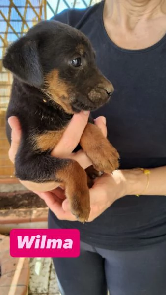Cuccioli in cerca di casa  | Foto 3