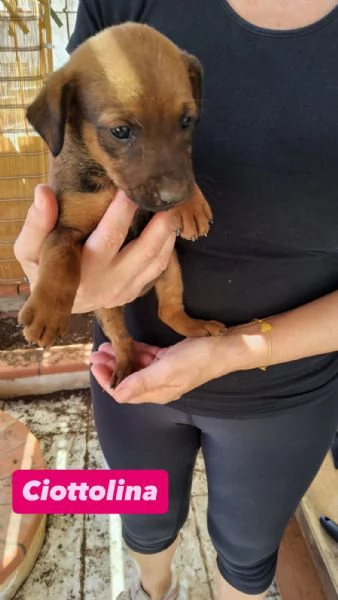 Cuccioli in cerca di casa  | Foto 0