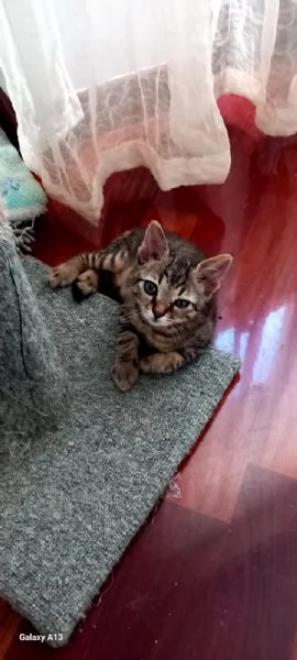 Micio Ettore e Pippo  | Foto 3