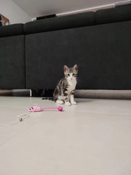 Micio Ettore e Pippo  | Foto 1