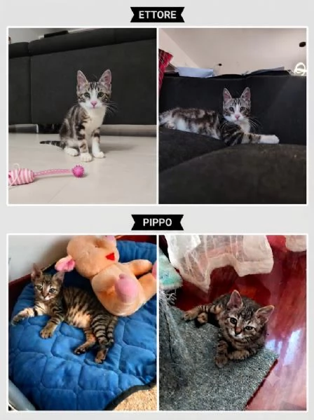 Micio Ettore e Pippo  | Foto 0