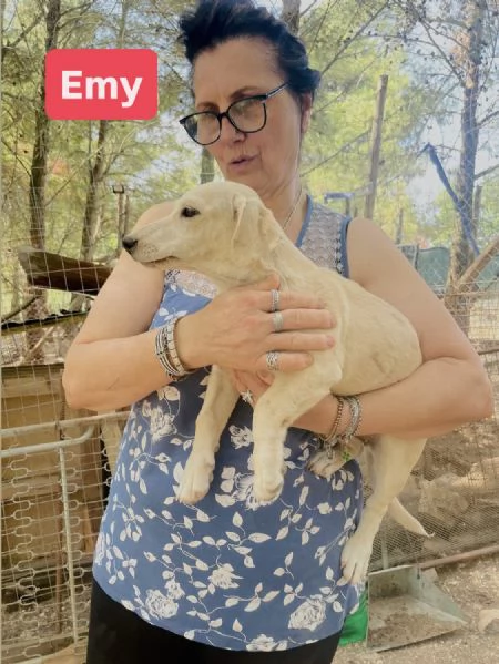 Cucciola Emy 8-10 kg  | Foto 7