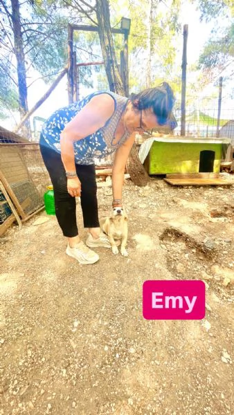 Cucciola Emy 8-10 kg  | Foto 6