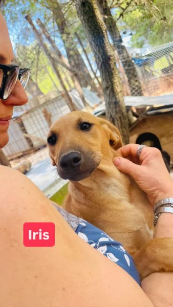 Iris cucciola 12-14 kg  | Foto 6