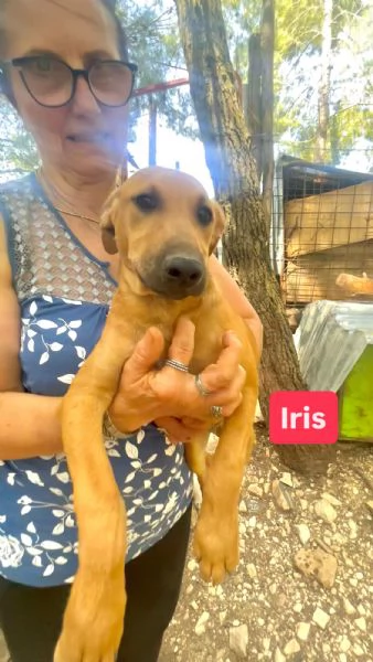 Iris cucciola 12-14 kg  | Foto 5