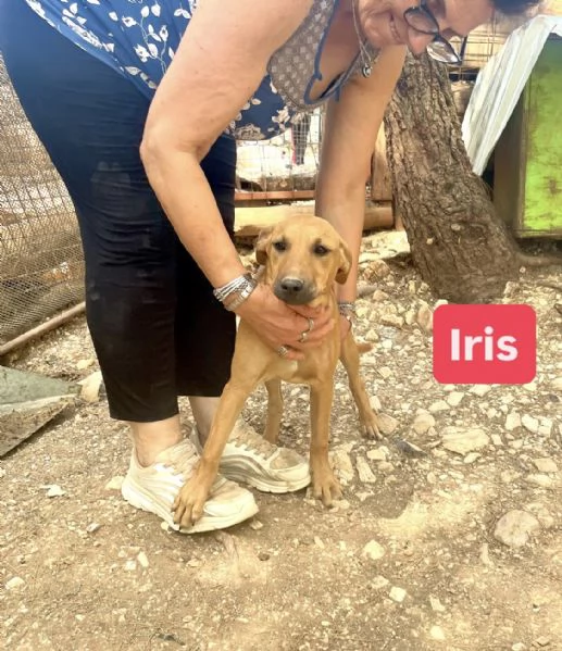 Iris cucciola 12-14 kg  | Foto 3