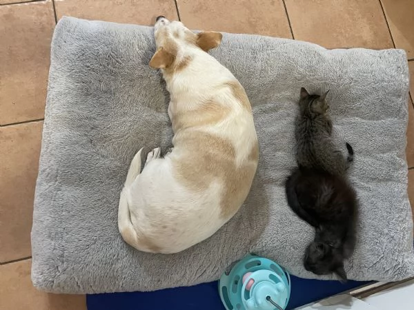 Moki e Minnie cercano casa  | Foto 4