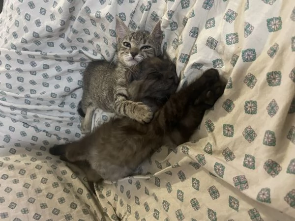 Moki e Minnie cercano casa  | Foto 3
