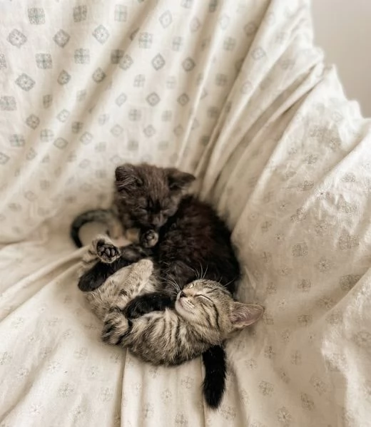 Moki e Minnie cercano casa  | Foto 1