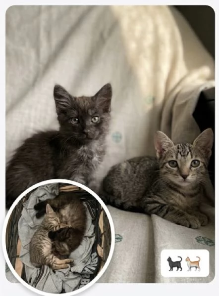 Moki e Minnie cercano casa 